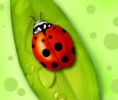 /album/fotogaleria/ladybird1-jpeg/